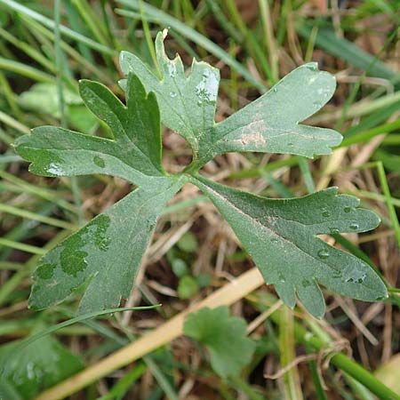 Ranunculus eifeliensis \ Eifel-Gold-Hahnenfu, D Bad Münstereifel 22.4.2017