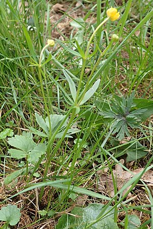 Ranunculus eifeliensis \ Eifel-Gold-Hahnenfu / Eifel Goldilocks, D Bad Münstereifel 22.4.2017