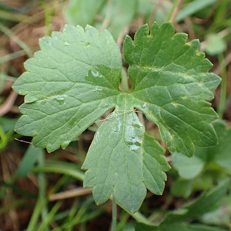 Ranunculus eifeliensis \ Eifel-Gold-Hahnenfu / Eifel Goldilocks, D Bad Münstereifel 22.4.2017