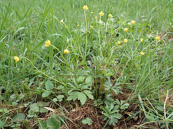 Ranunculus eifeliensis \ Eifel-Gold-Hahnenfu / Eifel Goldilocks, D Bad Münstereifel 22.4.2017