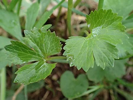 Ranunculus eifeliensis \ Eifel-Gold-Hahnenfu, D Bad Münstereifel 22.4.2017