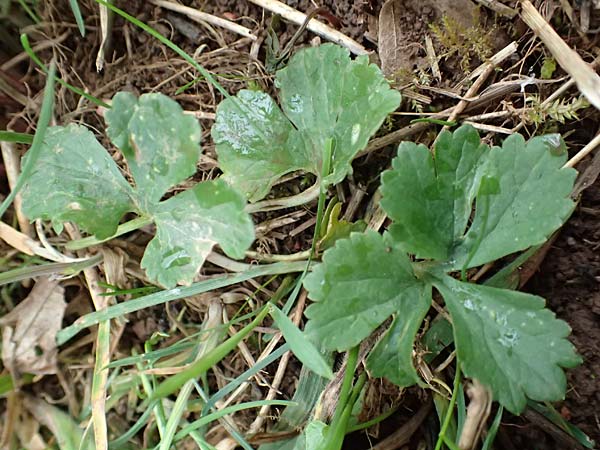 Ranunculus eifeliensis \ Eifel-Gold-Hahnenfu, D Bad Münstereifel 22.4.2017