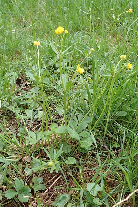 Ranunculus eifeliensis \ Eifel-Gold-Hahnenfu / Eifel Goldilocks, D Bad Münstereifel 22.4.2017