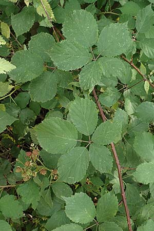 Rubus specD ? \ Brombeere, D Herne 27.7.2019