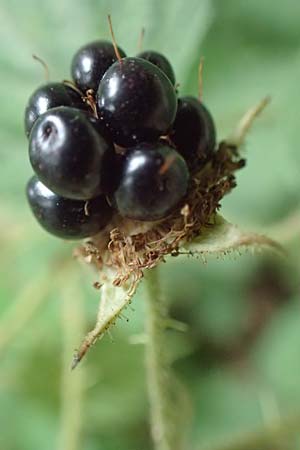 Rubus spec6 ? / Bramble, D Herne 27.7.2019