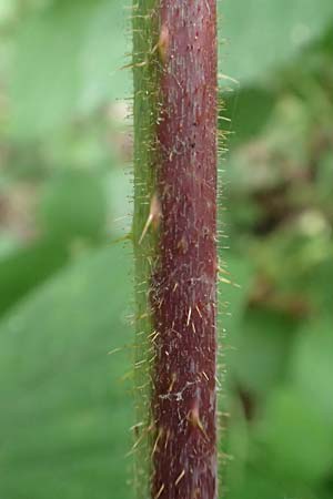 Rubus spec6 ? \ Haselblatt-Brombeere, D Herne 27.7.2019