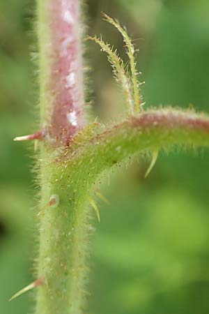 Rubus elegans \ Vielschwnzige Brombeere / Elegant Bramble, D Bad Orb 4.8.2019