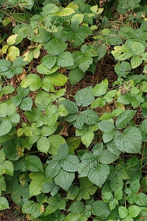 Rubus elegans ? \ Vielschwnzige Brombeere / Elegant Bramble, D Rheinstetten-Silberstreifen 14.8.2019