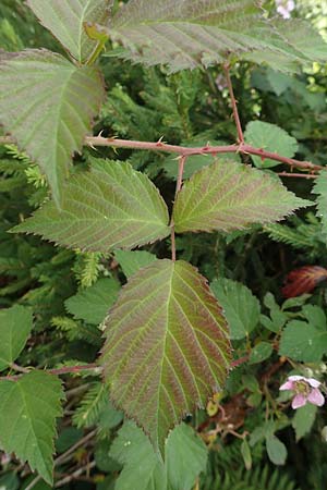 Rubus eifeliensis \ Eifel-Brombeere, D Monschau-Kalterherberg 27.7.2020