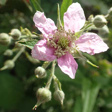 Rubus eifeliensis \ Eifel-Brombeere, D Monschau-Kalterherberg 27.7.2020