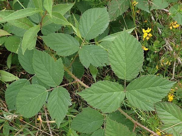 Rubus eifeliensis \ Eifel-Brombeere, D Monschau-Kalterherberg 27.7.2020