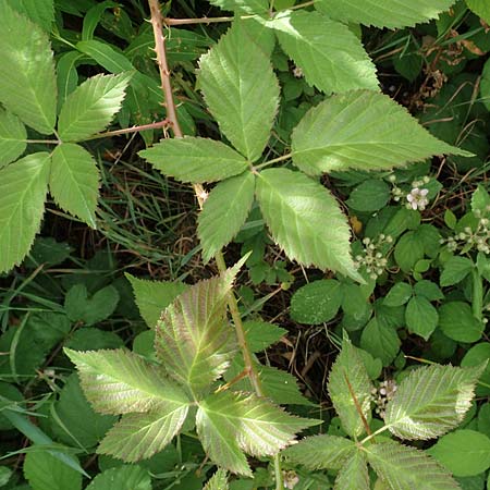 Rubus eifeliensis \ Eifel-Brombeere, D Monschau-Kalterherberg 27.7.2020