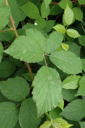 Rubus eifeliensis \ Eifel-Brombeere / Eifel Bramble, D Monschau-Kalterherberg 27.7.2020