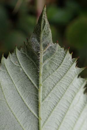 Rubus elegantispinosus / Elegant-Spine Bramble, D Herne 28.7.2020