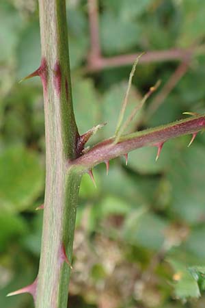 Rubus elegantispinosus \ Schlankstachelige Brombeere / Elegant-Spine Bramble, D Herne 28.7.2020