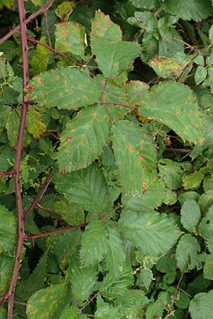 Rubus elegantispinosus \ Schlankstachelige Brombeere / Elegant-Spine Bramble, D Herne 28.7.2020