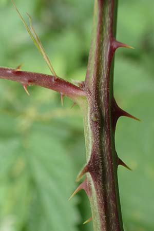 Rubus elegantispinosus / Elegant-Spine Bramble, D Herne 28.7.2020