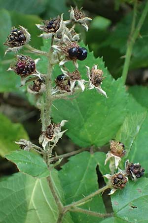 Rubus erythrocomos \ Rotschopf-Brombeere, D Windeck-Mittel 5.9.2021