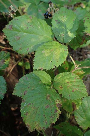 Rubus erythrocomos \ Rotschopf-Brombeere, D Windeck-Mittel 5.9.2021