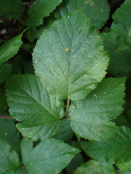 Rubus erythrocomos \ Rotschopf-Brombeere, D Windeck-Mittel 5.9.2021