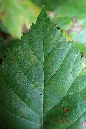 Rubus erythrocomos \ Rotschopf-Brombeere, D Windeck-Mittel 5.9.2021