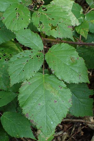Rubus erythrocomos \ Rotschopf-Brombeere / Red-Tuft Bramble, D Windeck-Mittel 5.9.2021