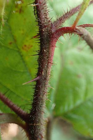 Rubus erythrocomos \ Rotschopf-Brombeere, D Bergneustadt-Neuenothe 5.9.2021