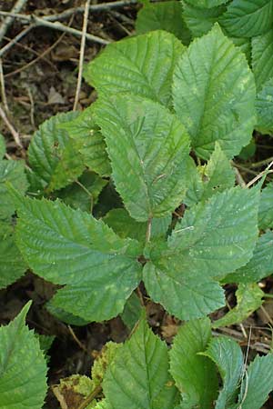 Rubus erythrocomos \ Rotschopf-Brombeere, D Bergneustadt-Neuenothe 5.9.2021