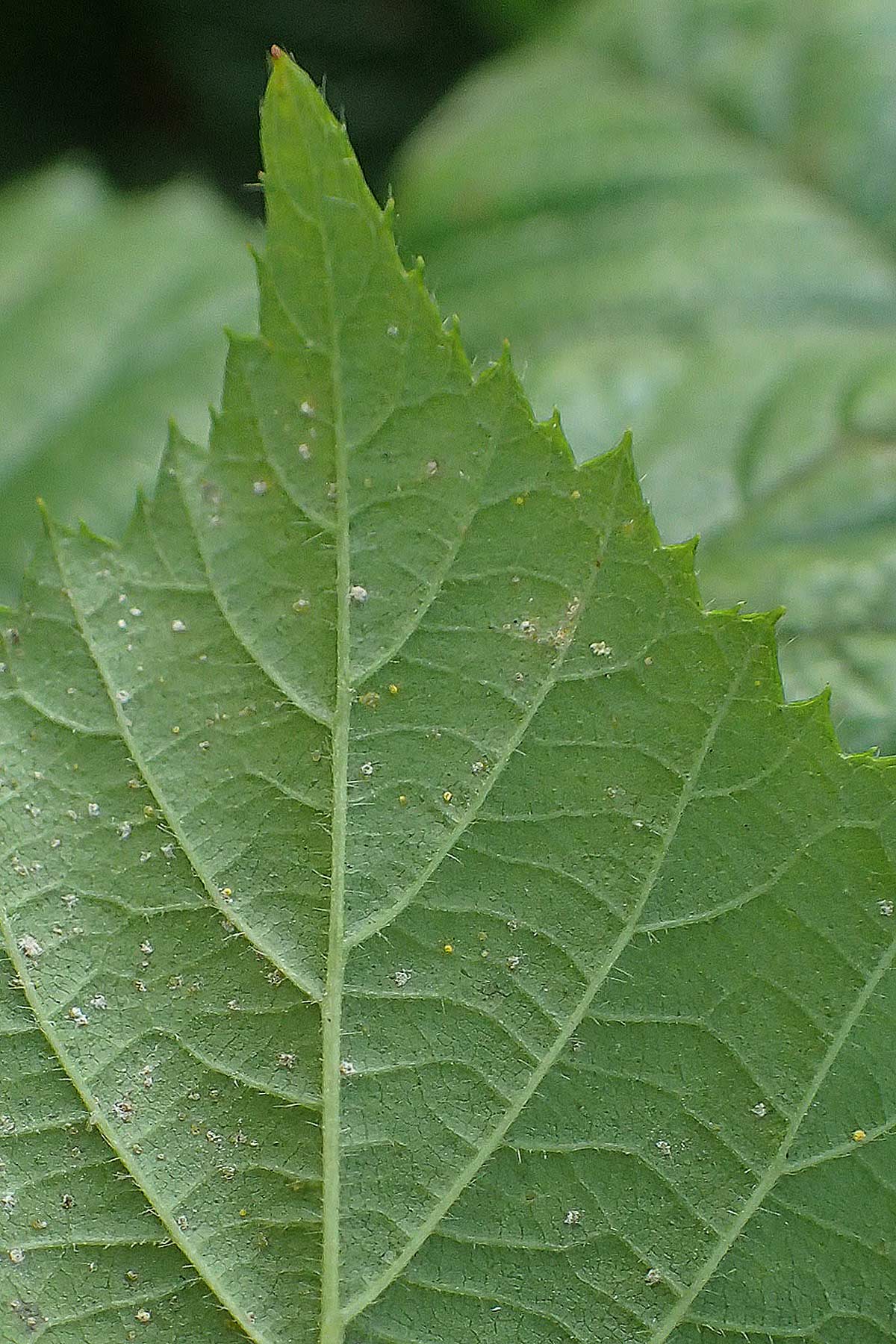 Rubus erythrocomos \ Rotschopf-Brombeere, D Bergneustadt-Neuenothe 5.9.2021