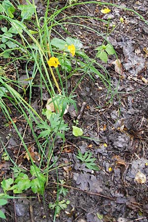Ranunculus acris subsp. friesianus \ Scharfer Hahnenfu / Meadow Buttercup, D Brackenheim 30.5.2015