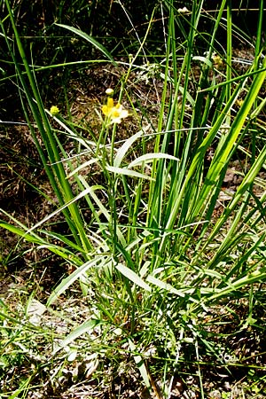 Ranunculus flammula \ Brennender Hahnenfu / Lesser Spearwort, D Ober-Roden 17.6.2015