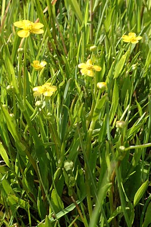 Ranunculus flammula \ Brennender Hahnenfu / Lesser Spearwort, D Rödermark 13.5.2017