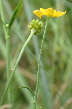 Ranunculus flammula \ Brennender Hahnenfu, D Drover Heide 9.7.2018