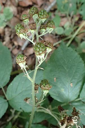 Rubus pyramidalis / Pyramidal Bramble, D Herne 27.7.2019