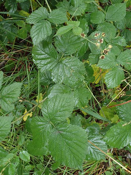 Rubus fasciculatiformis \ Falsche Bschelbltige Haselblatt-Brombeere / False Fasciculate-Flowered Bramble, D Ronshausen 29.7.2019