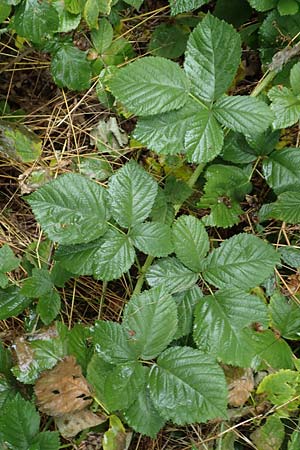 Rubus fasciculatiformis \ Falsche Bschelbltige Haselblatt-Brombeere / False Fasciculate-Flowered Bramble, D Ronshausen 29.7.2019