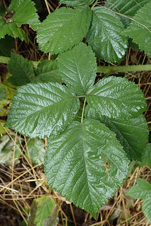 Rubus fasciculatiformis \ Falsche Bschelbltige Haselblatt-Brombeere / False Fasciculate-Flowered Bramble, D Ronshausen 29.7.2019