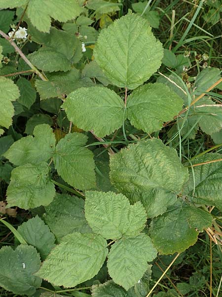 Rubus franconicus \ Frnkische Haselblatt-Brombeere, D Habichtswald-Ehlen 29.7.2019
