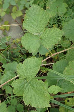 Rubus franconicus \ Frnkische Haselblatt-Brombeere, D Habichtswald-Ehlen 29.7.2019