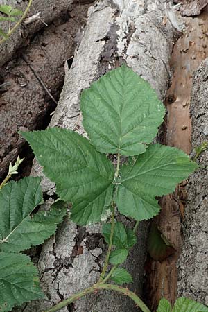 Rubus franconicus \ Frnkische Haselblatt-Brombeere, D Habichtswald-Ehlen 29.7.2019