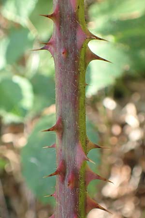 Rubus fissipetalus ? \ Schlitzbltige Brombeere / Slit-Flowered Bramble, D Rheinstetten-Silberstreifen 18.8.2019