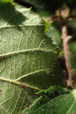 Rubus fissipetalus ? \ Schlitzbltige Brombeere / Slit-Flowered Bramble, D Rheinstetten-Silberstreifen 18.8.2019