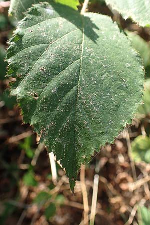 Rubus fissipetalus ? \ Schlitzbltige Brombeere / Slit-Flowered Bramble, D Rheinstetten-Silberstreifen 18.8.2019