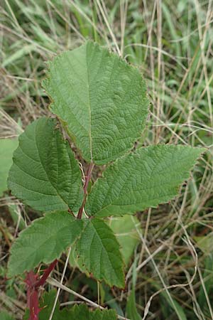 Rubus spec7 ? / Bramble, D Rheinstetten-Silberstreifen 18.8.2019