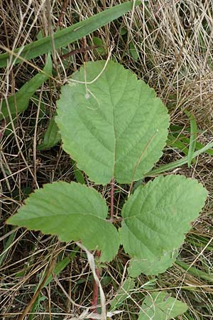 Rubus spec7 ? / Bramble, D Rheinstetten-Silberstreifen 18.8.2019