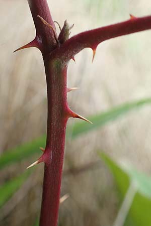 Rubus spec7 ? \ Haselblatt-Brombeere / Bramble, D Rheinstetten-Silberstreifen 18.8.2019