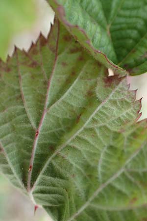 Rubus spec7 ? \ Haselblatt-Brombeere / Bramble, D Rheinstetten-Silberstreifen 18.8.2019