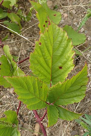 Rubus spec7 ? / Bramble, D Rheinstetten-Silberstreifen 18.8.2019