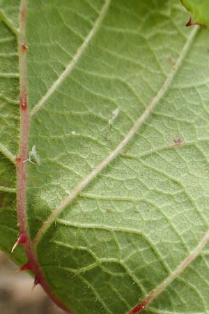 Rubus spec7 ? \ Haselblatt-Brombeere / Bramble, D Rheinstetten-Silberstreifen 18.8.2019