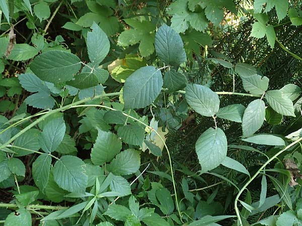 Rubus flexuosus \ Zickzackachsige Brombeere / Zigzag-Axis Bramble, D Karlsruhe 31.8.2019